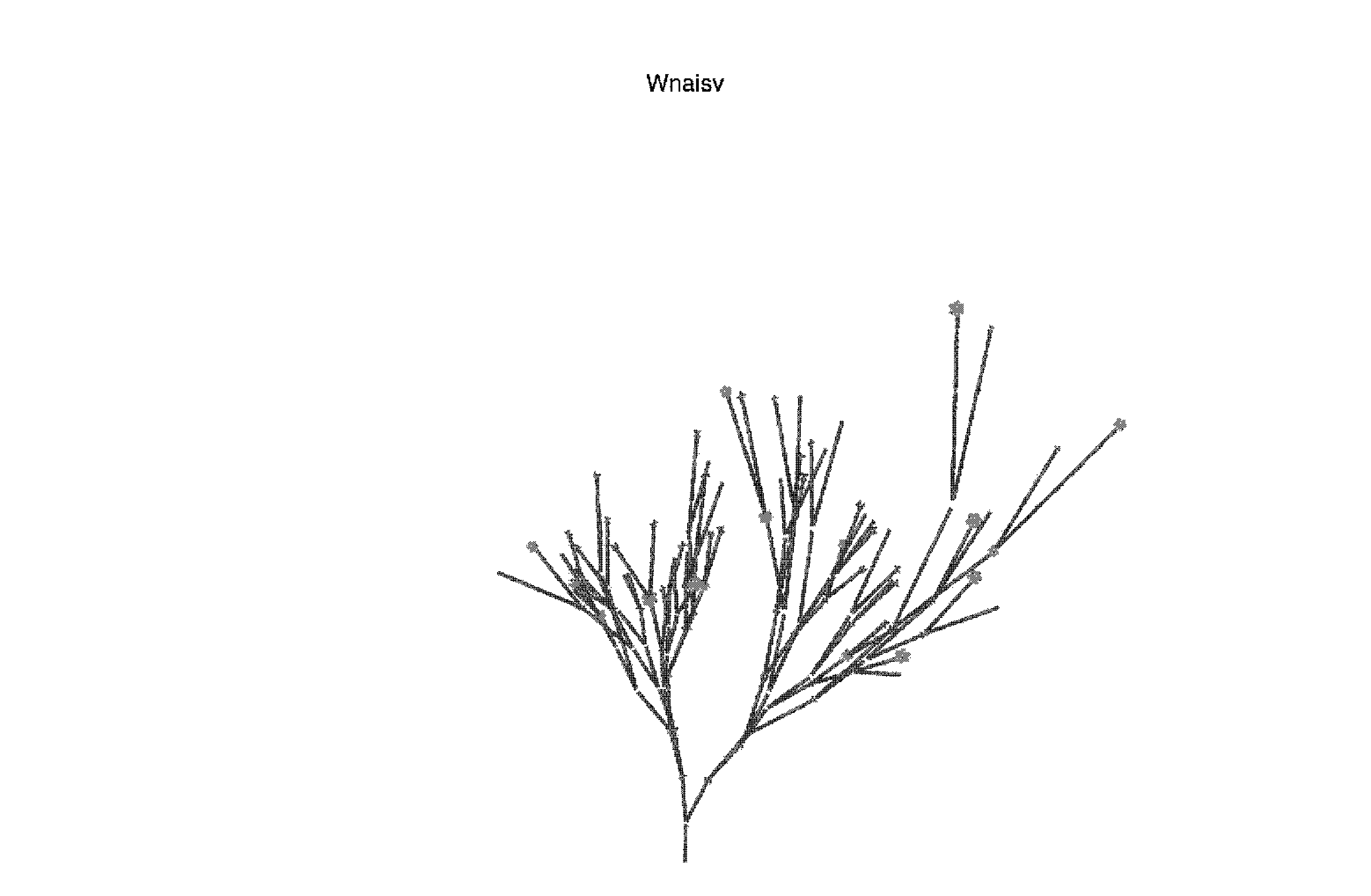 Plante à dessin